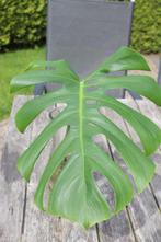 Monstera deliciosa stek (groot blad van 30 cm), Ophalen, Overige soorten, Halfschaduw, Minder dan 100 cm