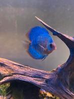 Prachtige discus vis !, Dieren en Toebehoren, Vis