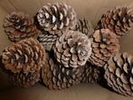 30 mooie grote droge natuurlijke dennenappels 8 -10 cm (c), Hobby en Vrije tijd, Knutselen, Ophalen of Verzenden, Nieuw, Materiaal