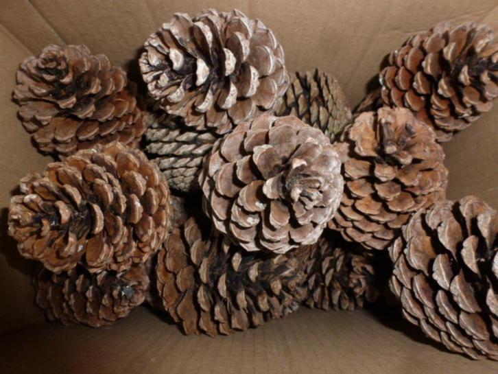 30 mooie grote droge natuurlijke dennenappels 8 -10 cm (c), Hobby en Vrije tijd, Knutselen, Nieuw, Materiaal, Ophalen of Verzenden