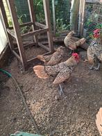 sebright krielhaantje, Dieren en Toebehoren, Pluimvee, Mannelijk, Kip