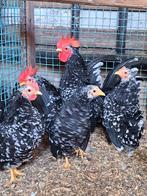 Trio chabokriel, Dieren en Toebehoren, Pluimvee, Meerdere dieren, Kip
