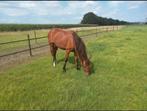 Weidegang, zandpaddock met schuilstal en onbeperkt hooi, Dieren en Toebehoren