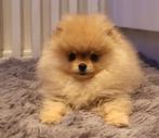 Mini Bearface Teefje Pomeriaan/Pomeranian Aanwezig in NL, Keeshond, 8 tot 15 weken, Buitenland, Teef