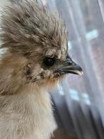 (Gratis) mauve USA zijdehoen haantje, Dieren en Toebehoren, Pluimvee, Mannelijk, Kip