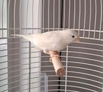 Mooie witte kanarie pop, Dieren en Toebehoren, Vogels | Kanaries, Vrouwelijk, Kleurkanarie
