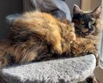 Geweldige Maine Coon kittens 😻😺💝💙🫶    nog 1 poesje over, Dieren en Toebehoren, Katten en Kittens | Raskatten | Langhaar, Meerdere dieren
