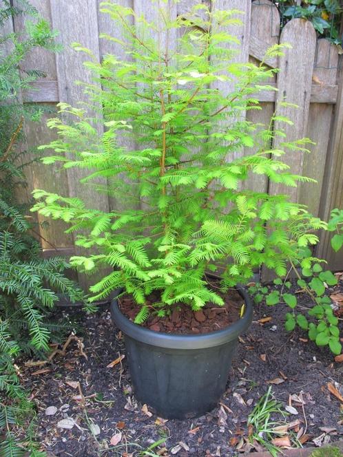 Watercipres in pot, Tuin en Terras, Planten | Bomen, Overige soorten, Minder dan 100 cm, Halfschaduw, Bloeit niet, In pot, Ophalen
