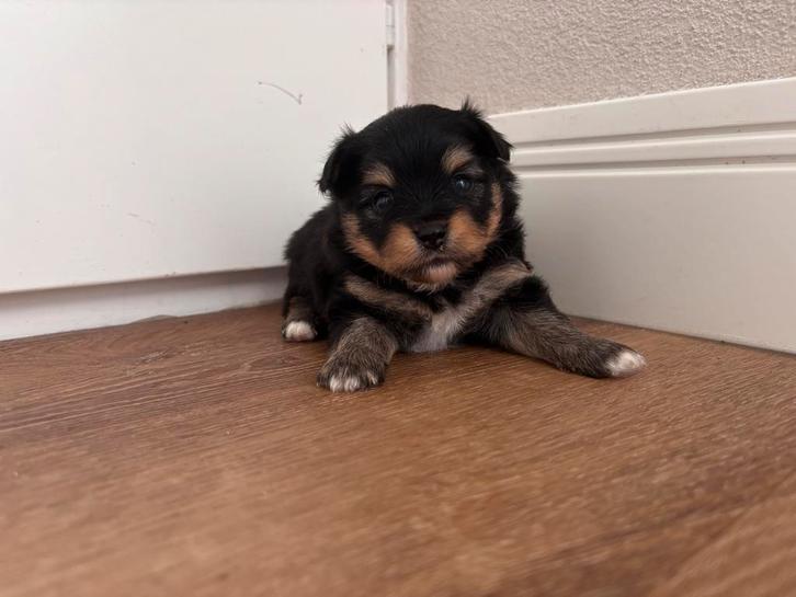 Pomeriaan x york, Dieren en Toebehoren, Honden | Chihuahua's en Gezelschapshonden, Meerdere dieren, Overige rassen, Particulier