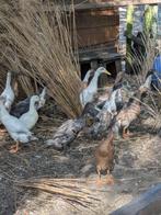 Loopeendjes, Dieren en Toebehoren, Pluimvee, Meerdere dieren, Kip
