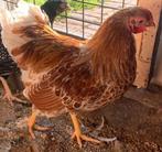 Isa Brown leg hennen, Dieren en Toebehoren, September, Vrouwelijk