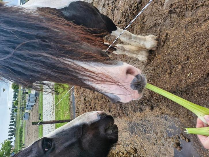 Verzorger gezocht 16 plus, Dieren en Toebehoren, Paarden en Pony's | Overige Paardenspullen, Nieuw, Dressuur, Ophalen