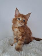 Maine coon kitten met stamboom & uit volledig geteste ouders, Dieren en Toebehoren, Kater, Gechipt, 0 tot 2 jaar