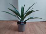 Dracaena Warneckei - Dracaena / Drakenbloedboom H: 45 cm., Ophalen, Overige soorten, Halfschaduw, Minder dan 100 cm