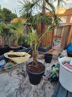 palmboom winterhard (trachycarpus fortunei), 100 tot 250 cm, Zomer, Palmboom, Ophalen