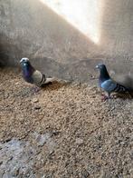 Koppel postduiven, Dieren en Toebehoren, Meerdere dieren, Tropenvogel