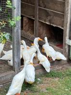 Loopeend flessen eend, Dieren en Toebehoren, Pluimvee, Mannelijk, Eend