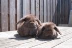Minilop koppeltje, Dieren en Toebehoren, Konijnen, Meerdere dieren, Dwerg, Hangoor, 0 tot 2 jaar