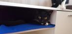 Lieve kater zoekt een nieuw huisje, Dieren en Toebehoren, Katten en Kittens | Overige Katten, Kater, Kortharig, 6 jaar of ouder
