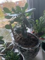 Vet plant met pot €10, Huis en Inrichting, Kamerplanten, Ophalen, Halfschaduw, Minder dan 100 cm