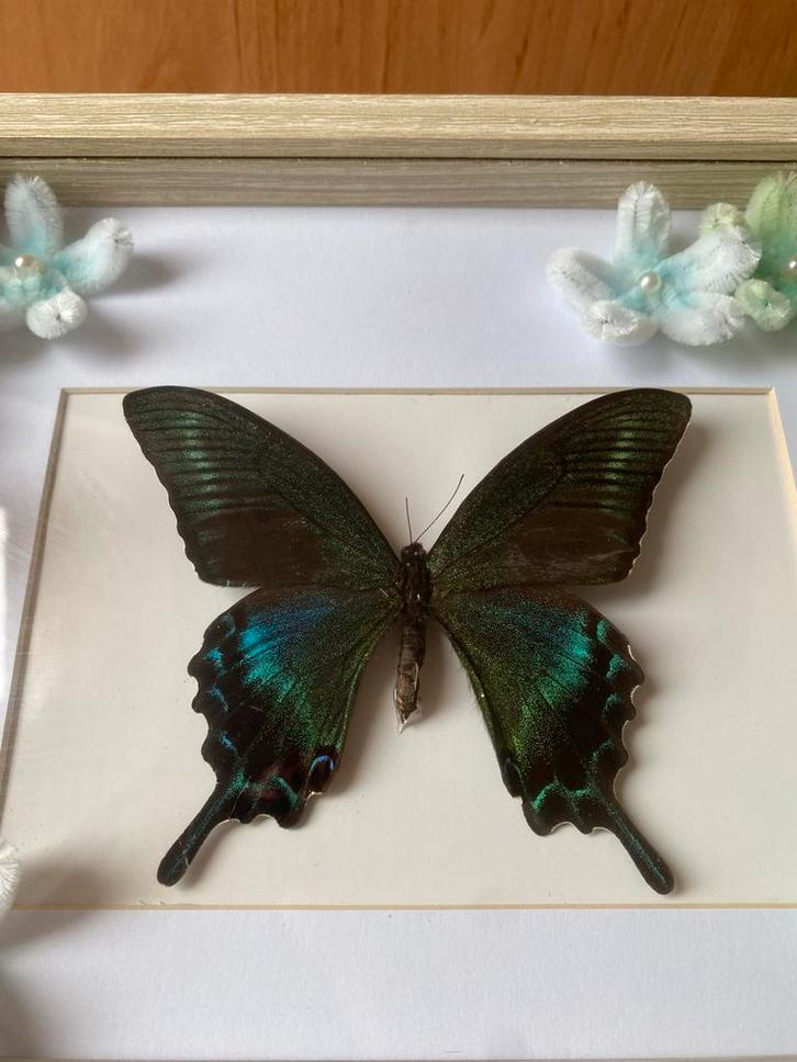 Opgezette Vlinder met Bloemen in Lijst, Huis en Inrichting, Woonaccessoires | Wanddecoraties, Zo goed als nieuw, Ophalen of Verzenden