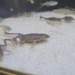 Hymenochirus boettgeri - Dwergklauwkikker, Dieren en Toebehoren, Vis, Zoetwatervis, Schoolvis