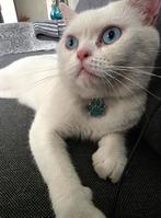 Ice Britse korthaar, Dieren en Toebehoren, Kater