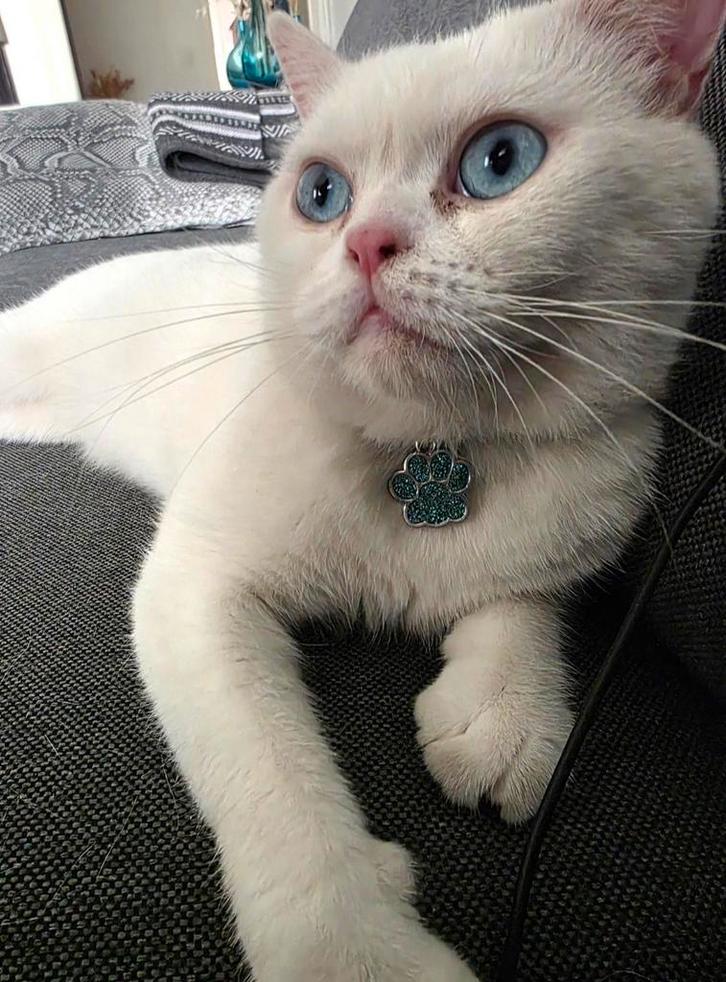 Ice Britse korthaar, Dieren en Toebehoren, Katten en Kittens | Raskatten | Korthaar, Kater