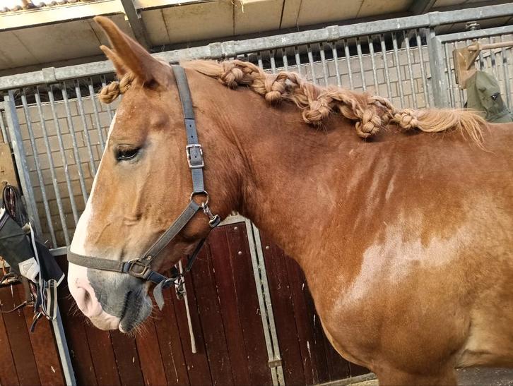 Verzorger gezocht voor lief paard, Dieren en Toebehoren, Stalling en Weidegang