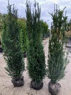 Nieuw binnen: Taxus baccata 160+ cm Wintergroene haagplant, Tuin en Terras, Planten | Struiken en Hagen, Ophalen, Taxus, Haag