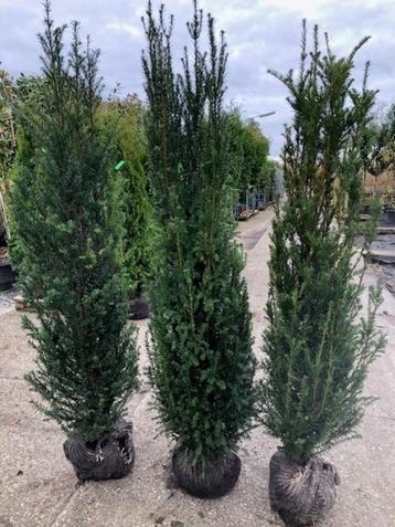 Nieuw binnen: Taxus baccata 160+ cm Wintergroene haagplant beschikbaar voor biedingen
