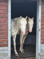 Plek vrij voor een lieve pony (ruin) Heerhugowaard, Dieren en Toebehoren, Stalling en Weidegang