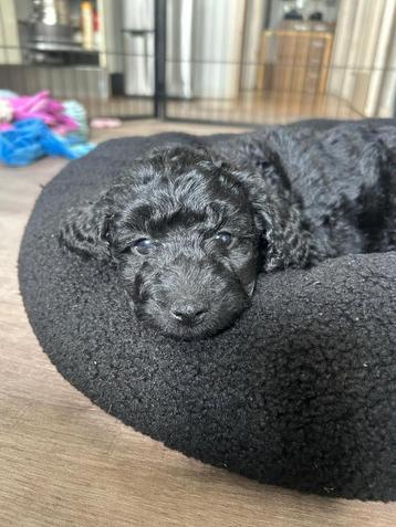 Labradoodle pups (Medium) F5 is. Per 17 mei beschikbaar!  beschikbaar voor biedingen