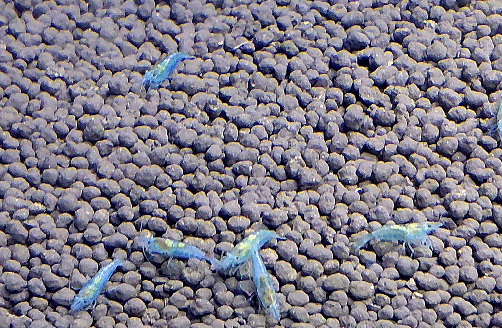Blue Jelly Garnalen – Neocaridina denticulata, Dieren en Toebehoren, Kreeft, Krab of Garnaal, Zoetwatervis