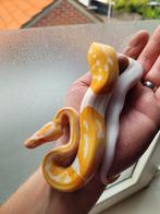 Python Regius, ball python albino pied man 1.0 van 08-2025, Dieren en Toebehoren, Reptielen en Amfibieën, Slang, 0 tot 2 jaar