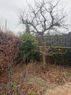 Gratis Bomen en Beplanting Af te Halen, Bloeit niet, 250 tot 400 cm, Volle zon, In pot