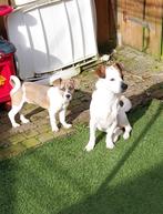 Herplaatser te koop aangeboden van bijna 1 jaar oud, Reu, 1 tot 2 jaar, Eén hond, Nederland
