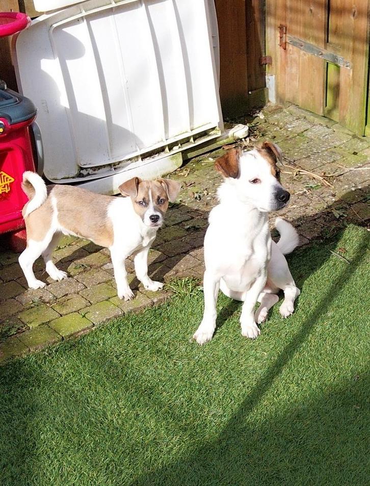 Herplaatser te koop aangeboden van bijna 1 jaar oud, Dieren en Toebehoren, Honden | Niet-rashonden, Reu, Particulier, Eén hond