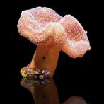 Sarcophyton sp, lederkoraal, paddestoel koraal, Dieren en Toebehoren, Vis, Zoutwatervis