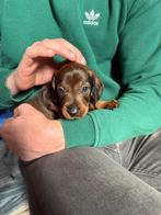 Teckel pup 1 reutje, Dieren en Toebehoren, CDV (hondenziekte), 8 tot 15 weken, Korthaar, Meerdere