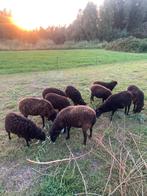 Mooie zwartbruine Ouessant schapen ooien en rammen, Dieren en Toebehoren, Schapen, Geiten en Varkens, Meerdere dieren, Schaap