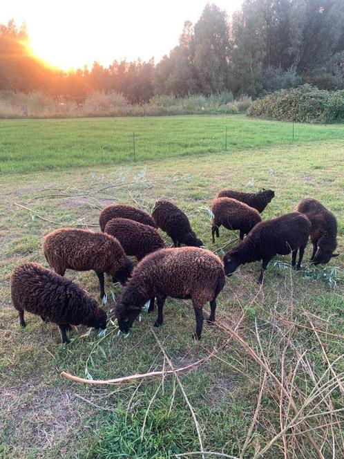 Mooie zwartbruine Ouessant schapen ooien en rammen, Dieren en Toebehoren, Schapen, Geiten en Varkens, Schaap, Meerdere dieren