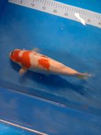 Japanse koi, Dieren en Toebehoren, Vissen | Vijvervissen, Karper of Koi