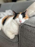 Poes (Pip), Dieren en Toebehoren, 6 jaar of ouder