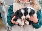 Zwart-witte Bordercollie Pups, Dieren en Toebehoren, Honden | Herdershonden en Veedrijvers, België, Particulier, Rabiës (hondsdolheid)