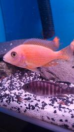 Aulonocara orchid, Dieren en Toebehoren, Vis, Zoetwatervis, Schoolvis