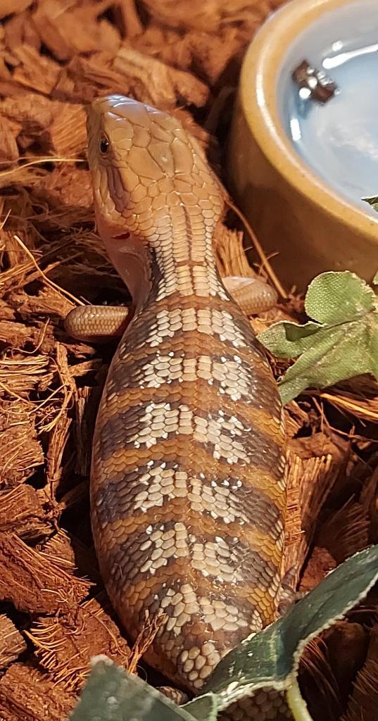 Tiliqua scincoides Intermedia juli 2025