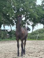 Te koop: Fries merrieveulen, Dieren en Toebehoren, Paarden, Merrie, Onbeleerd, 0 tot 2 jaar