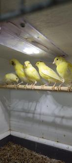 Waterslager kanaries, Dieren en Toebehoren, Vogels | Kanaries, Geslacht onbekend