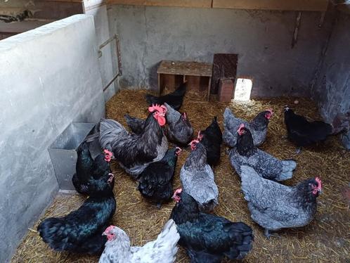 Australorp broedeieren (verzending mogelijk), Dieren en Toebehoren, Pluimvee, Kip, Geslacht onbekend